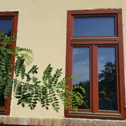 Maglód